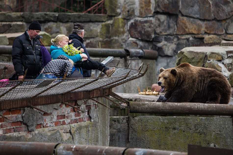 Почему люди кормят животных в зоопарке?