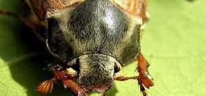 Почему майские жуки забираются в землю?