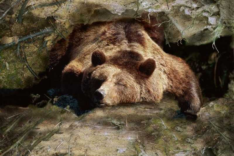 Внешние факторы, влияющие на сон медведя зимой