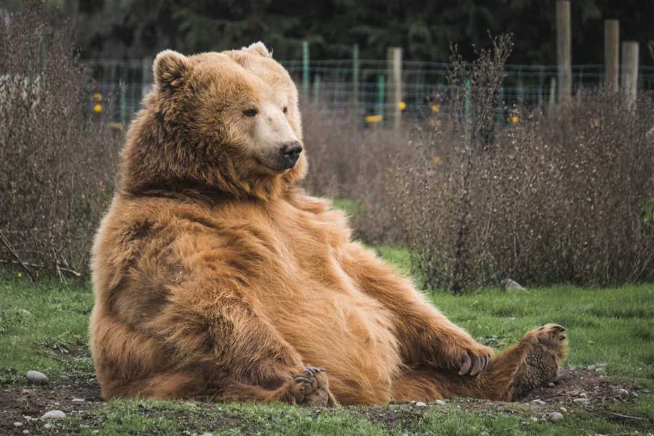 Почему медведи любят мед?