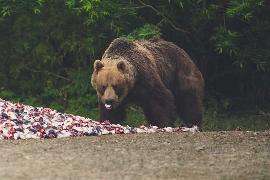 Почему медведи выходят к людям из леса летом?