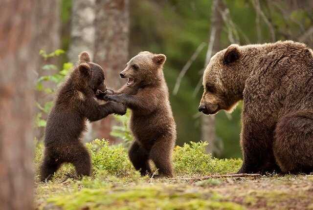Почему медведица выгоняет 3 медвежонка?