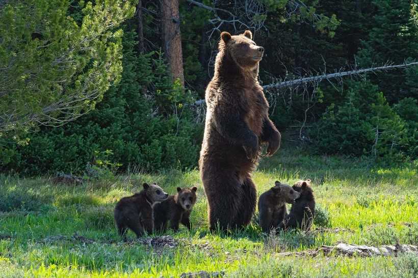 Почему медведицу с медвежатами отселяют от медведя?