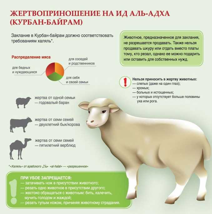 Традиции и обычаи, связанные с жертвоприношением барана