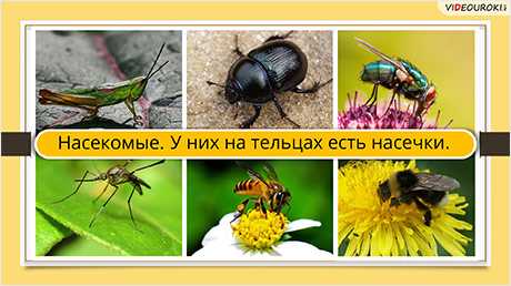 Большое количество видов насекомых