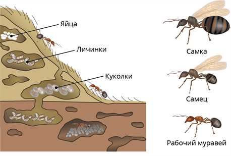 Основные характеристики насекомых