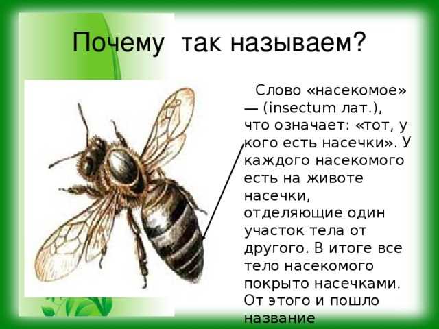 Почему насекомых называют насекомыми?
