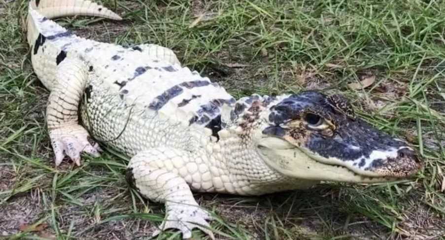 Неприятный запах мяса