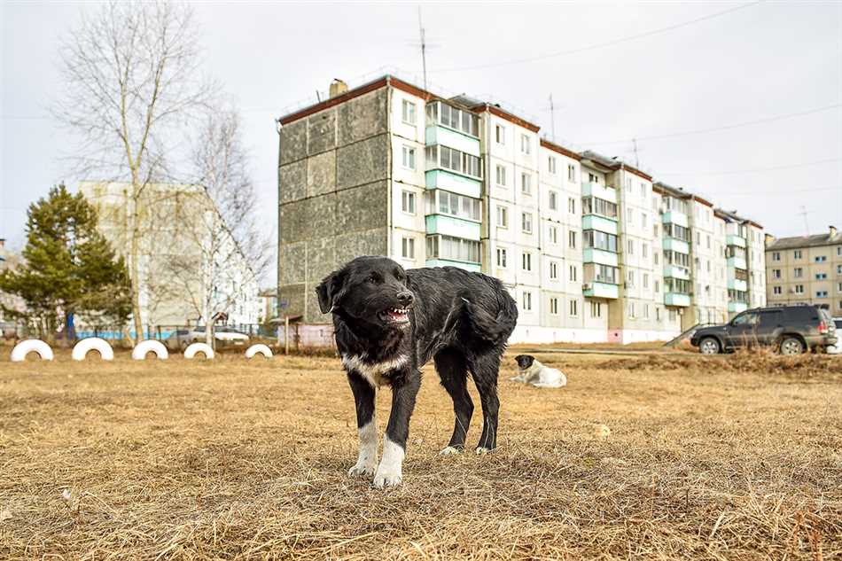 Альтернативные пути помощи бездомным животным