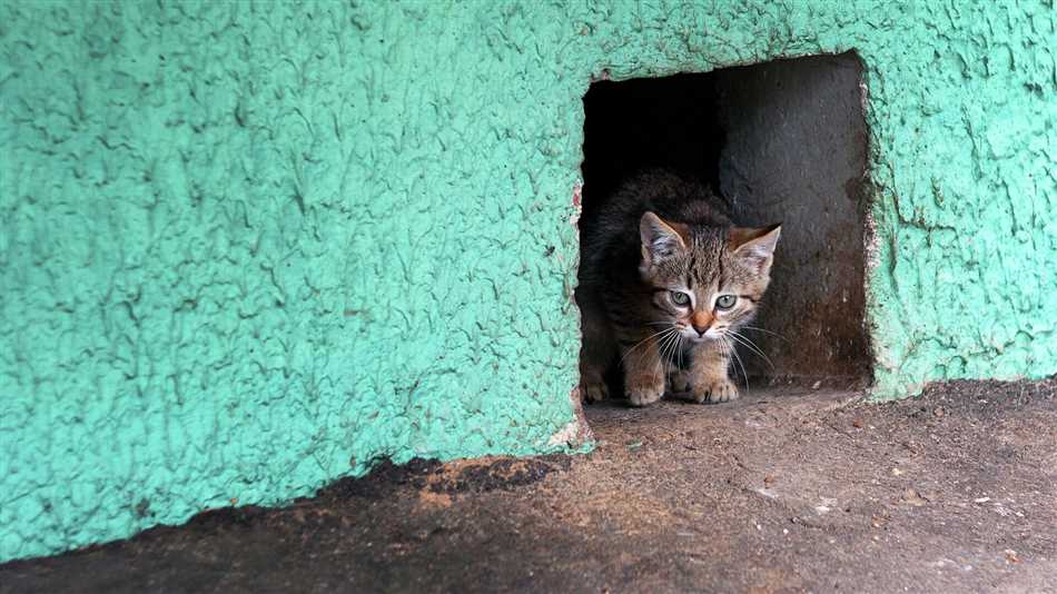 Причины, по которым нельзя кормить бездомных животных