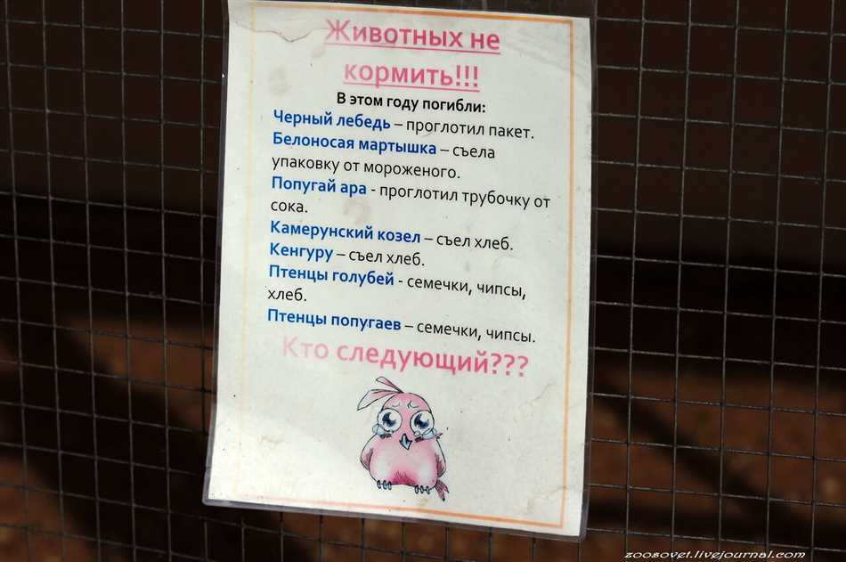 Риск для здоровья животных