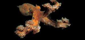 Почему осьминог так называется: интересные факты и история названия