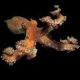 Почему осьминог так называется: интересные факты и история названия