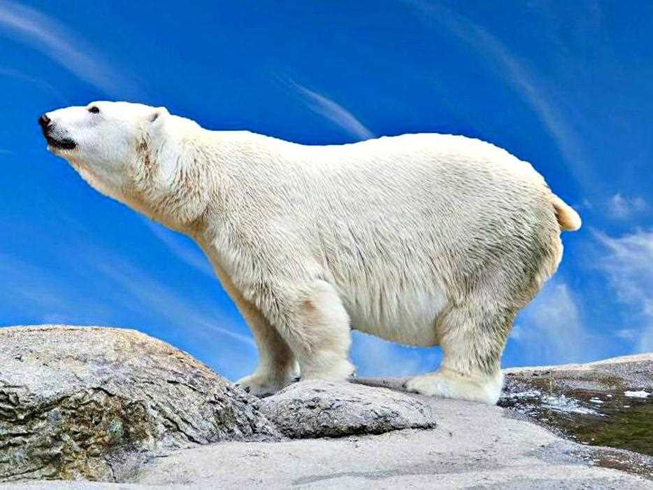 Почему самцы белых медведей едят медвежат?
