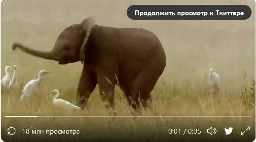 Слонята и их хобот