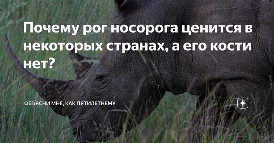 Мифические свойства рога носорога