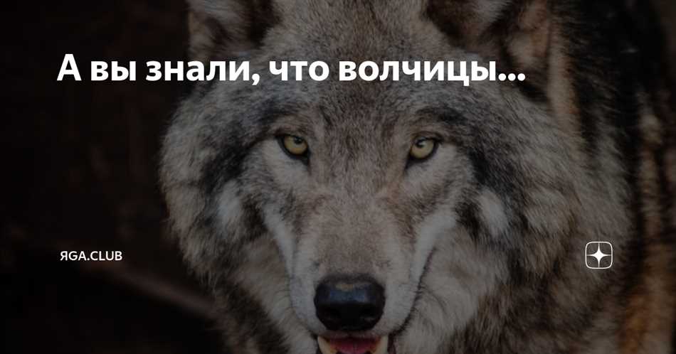 Социальная структура волчьей стаи