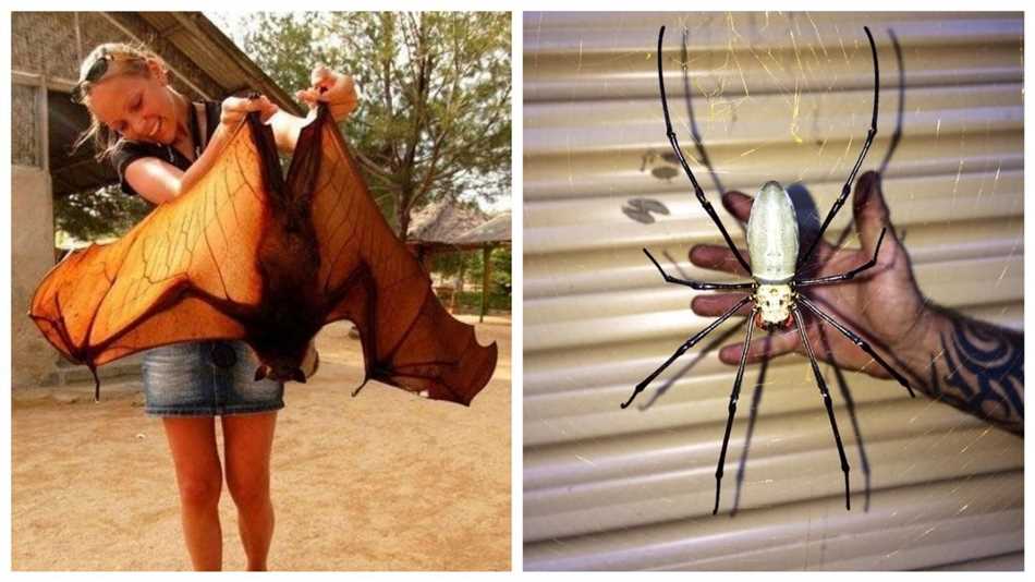 Почему в Австралии большие насекомые?