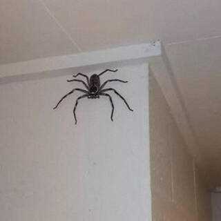 Почему в Австралии большие пауки?