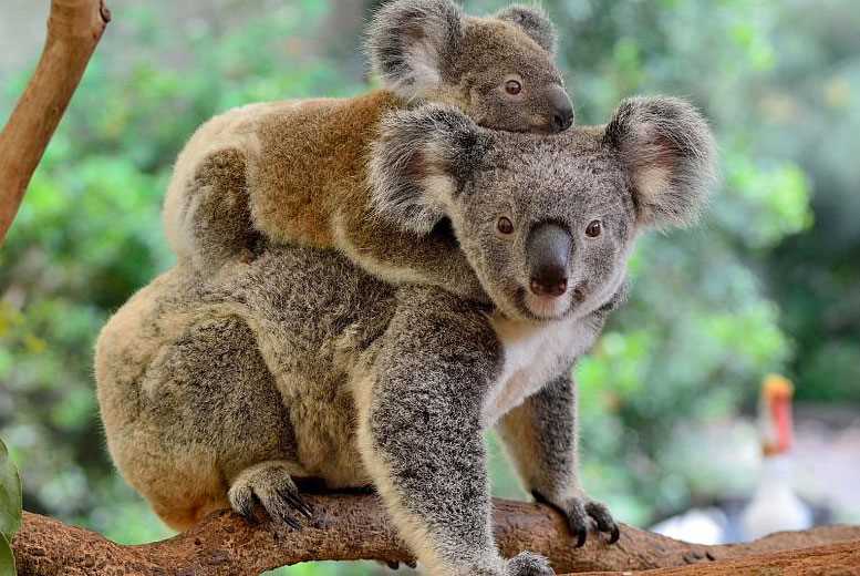 Почему в Австралии странные животные?