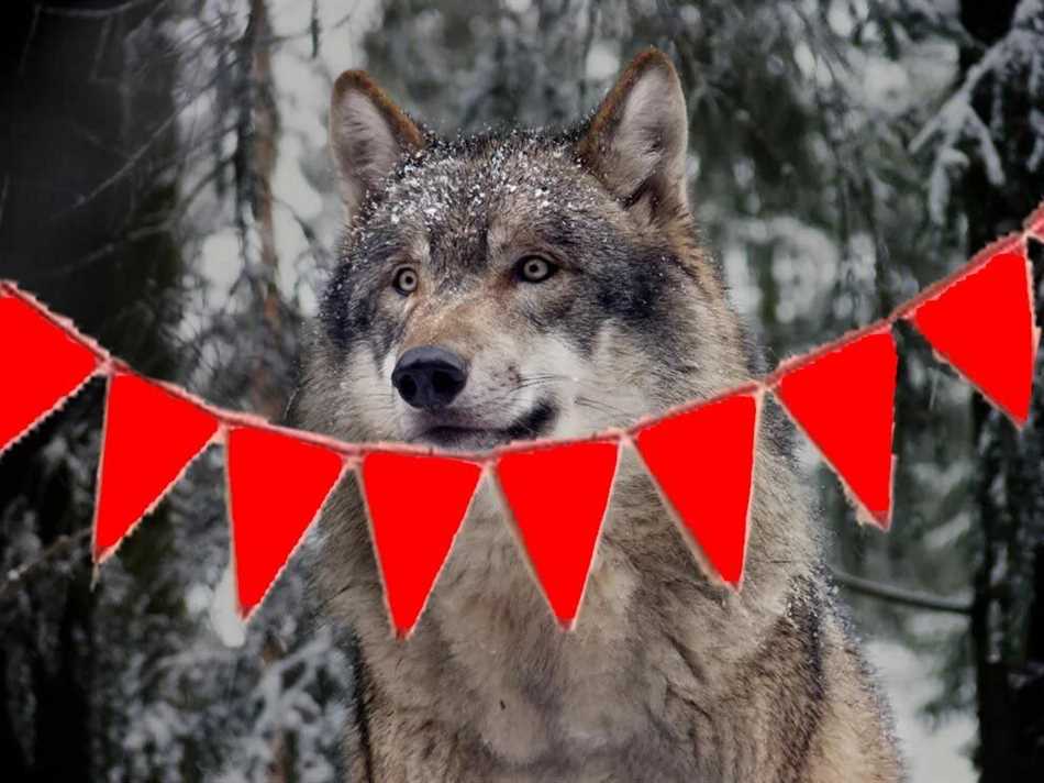 Биологические особенности волков