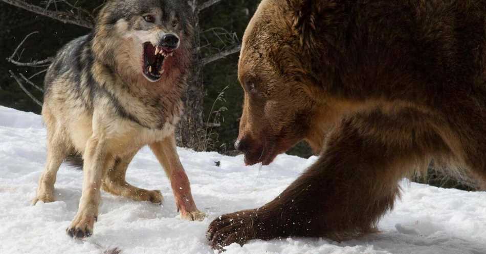 Биологические особенности волков