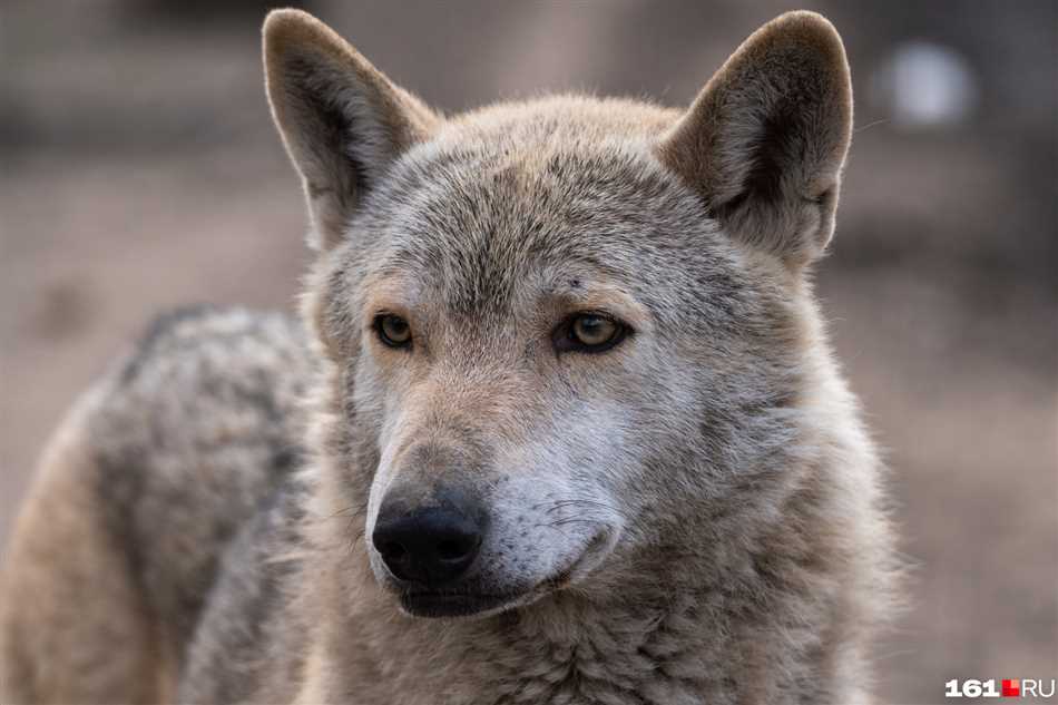 Влияние человеческой деятельности на поведение волков