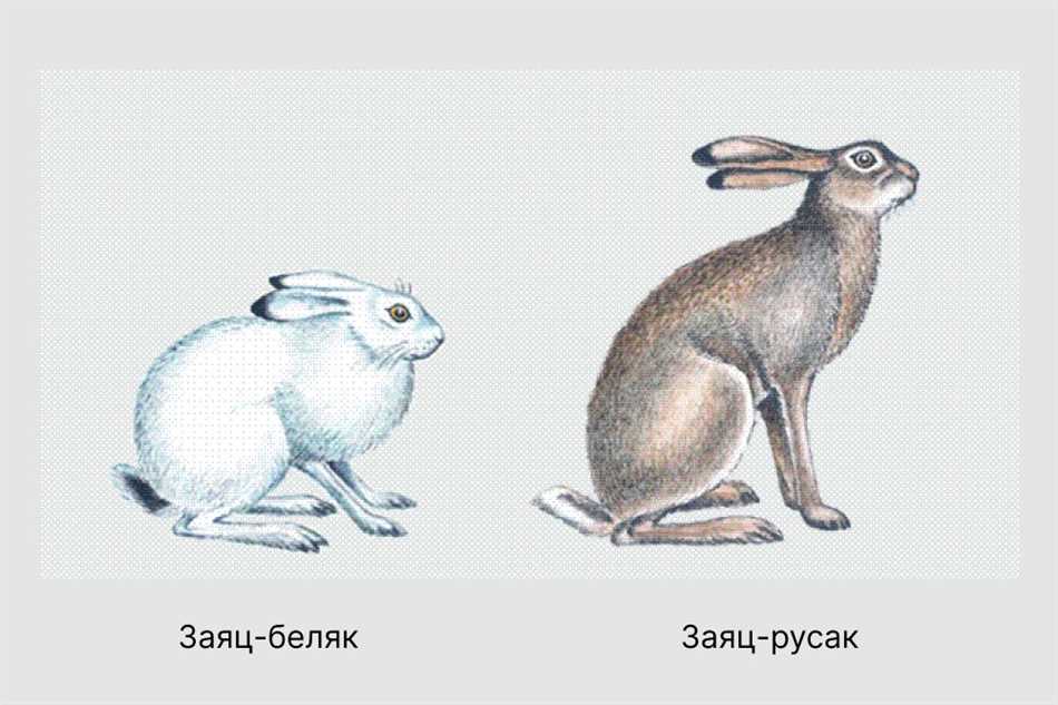 Зубы