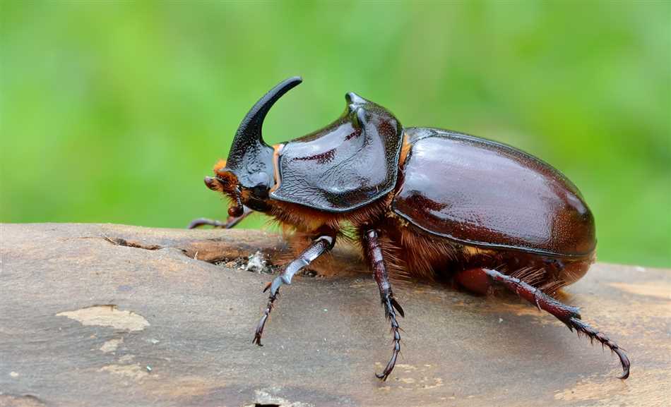 Защитные функции рога у других жуков