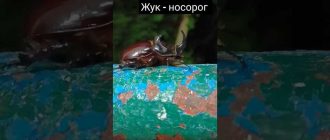 Почему жук носорог катает шарик? Узнай причину.