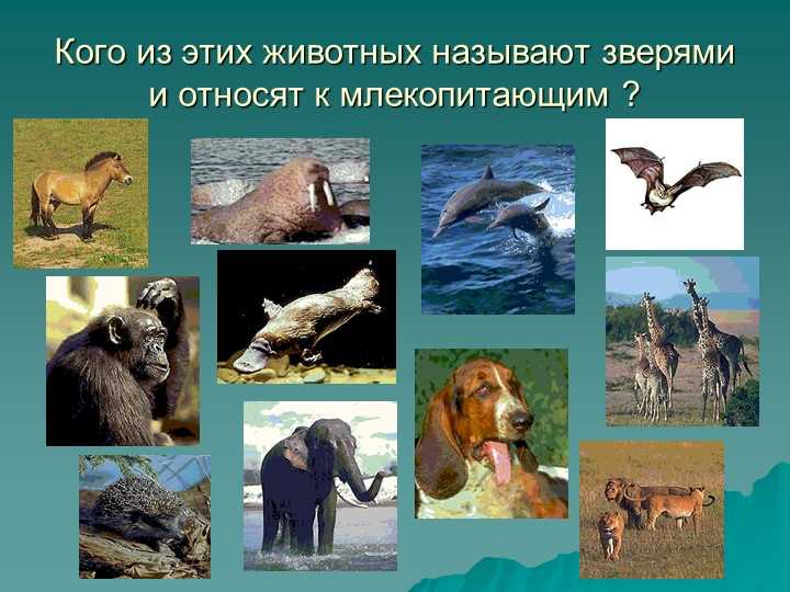 Физиологические особенности млекопитающих
