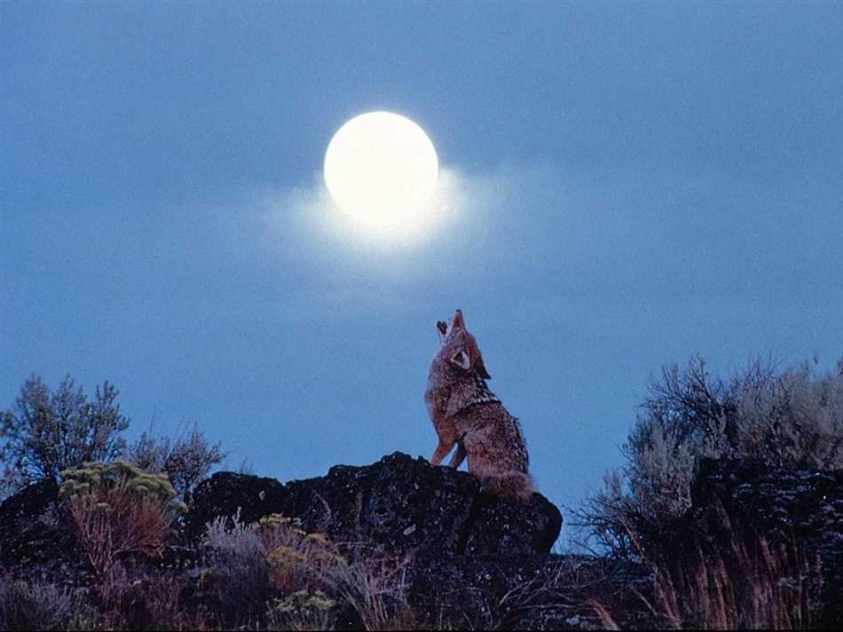 Волки и собаки: почему они воют на луну?
