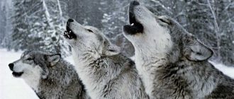 Почему волки и собаки воют на луну?