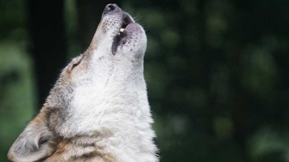 Социальное поведение волков: почему они воют?