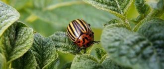 Польза жуков-усачей для природы и сада
