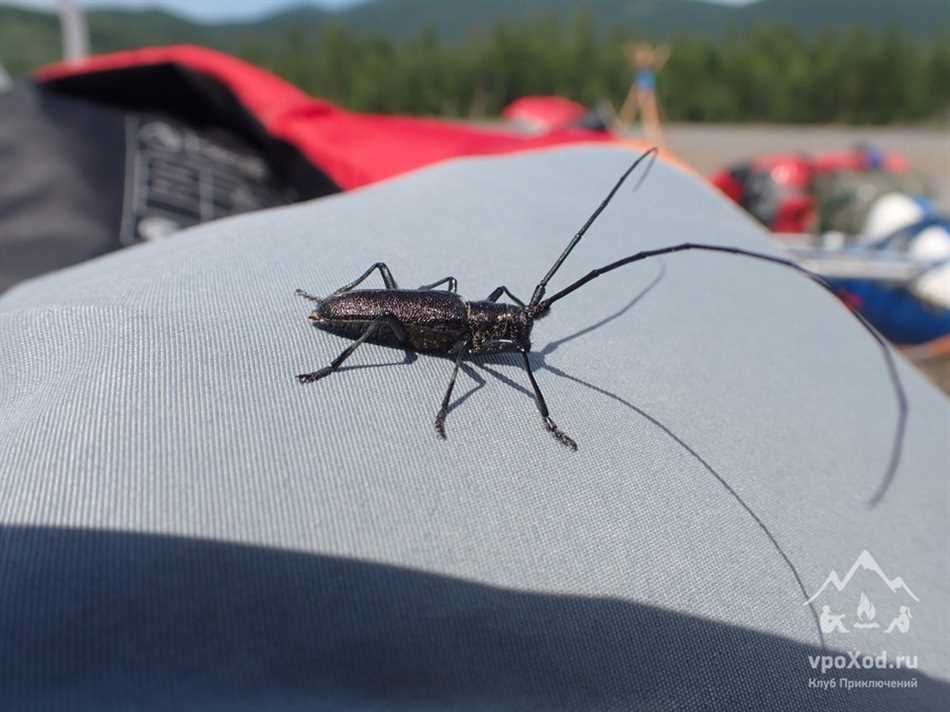 Влияние жуков усачей на деревья