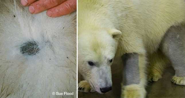 Правда ли белые медведи имеют чёрную кожу?
