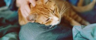 Кошки и чувствительность к больным местам у хозяев: наука отвечает