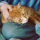 Кошки и чувствительность к больным местам у хозяев: наука отвечает