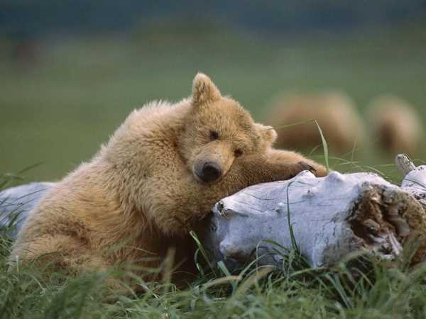 Правда ли что медведи любят мед?