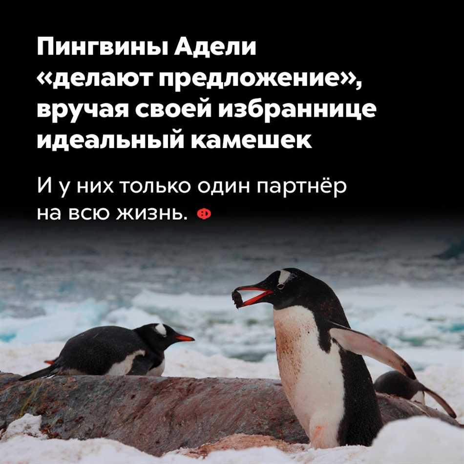Как пингвины укрепляют свои семейные узы?