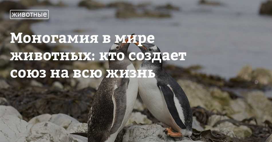 Разные виды пингвинов