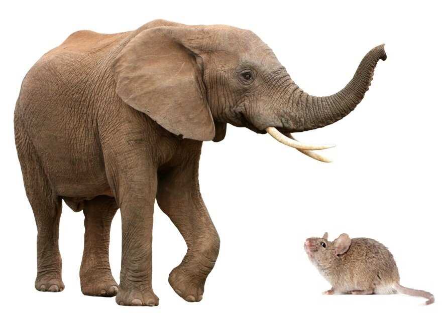 Научное объяснение: Правда ли что слоны боятся мышей?