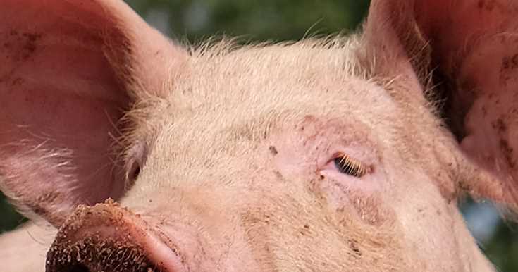У свиней отличаются размеры сердечных камер