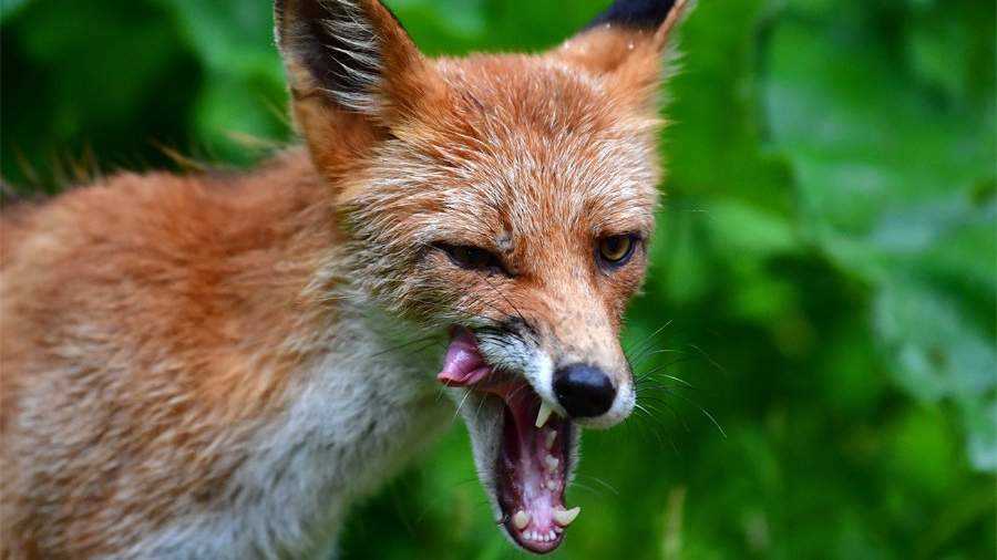 Агрессивное поведение лисы