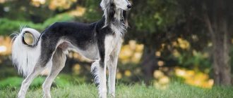 Редкие породы собак в России - узнайте больше о редких и уникальных породах собак в России