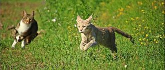 Скорость бега домашней кошки: все, что вы должны знать