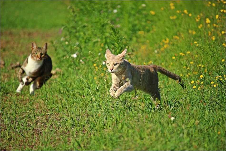 С какой скоростью бегает домашняя кошка?