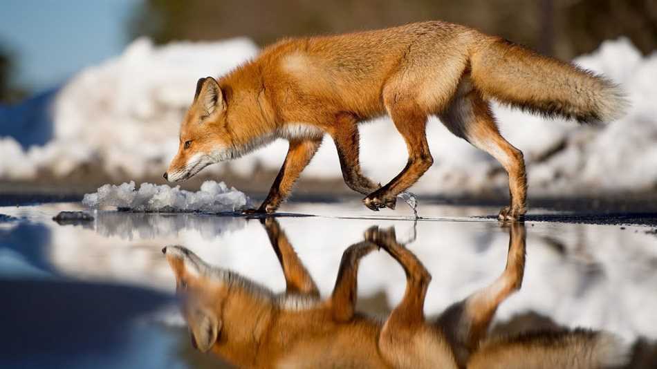 С кем может жить лиса в одной норе?