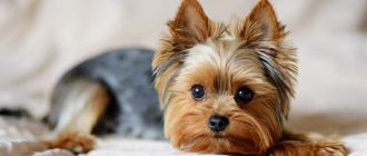 Самая безопасная и мирная собака | Статьи о животных